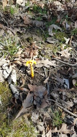 Tentsile X3 Giant Pegs -Hiking And Camping 02