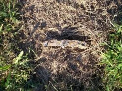 Ozark Trail Titanium-Coated Knife -Hiking And Camping 100 0531