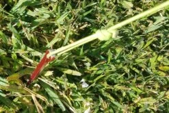 MSR Needle Tent Stakes -Hiking And Camping 20210106 091711