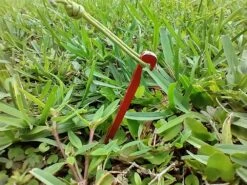 MSR Needle Tent Stakes -Hiking And Camping IMG 20210628 183052773 HDR