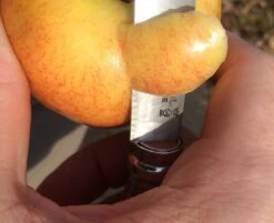 Opinel No. 7 Folding Knife -Hiking And Camping IMG 3738