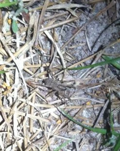 Snow Peak Mola Headlamp -Hiking And Camping photo 3